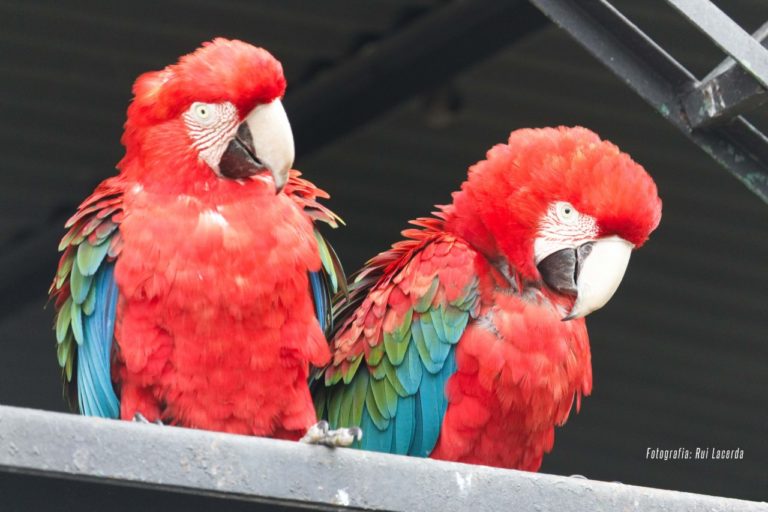 Site de viagens classifica Zoo das Aves como melhor atrativo de Poços