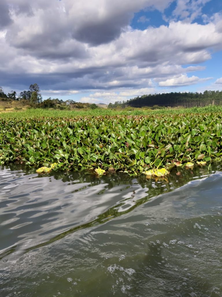 Câmara recebe estudo sobre aguapés na Represa Bortolan