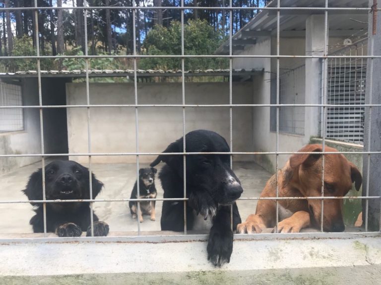 Defesa Animal elege conselho nesta sexta, 30