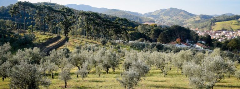 Azeites da Serra da Mantiqueira conquistam prêmios internacionais