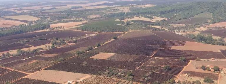 Autoridades da Agricultura se reúnem com cafeicultores afetados por geadas