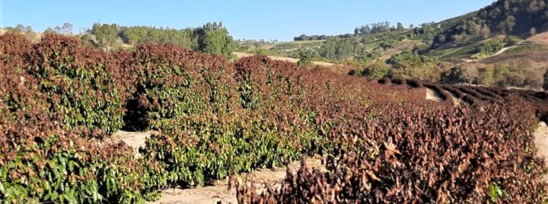 Governo detalha ações de apoio aos cafeicultores atingidos pelas geadas