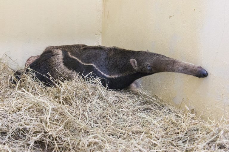 Centro Veterinário da PUC Poços socorre logo-guará e tamanduá-bandeira