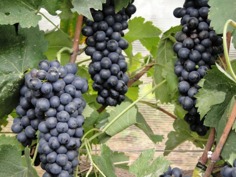 Produtores comemoram colheita de uvas Syrah no Sul de Minas