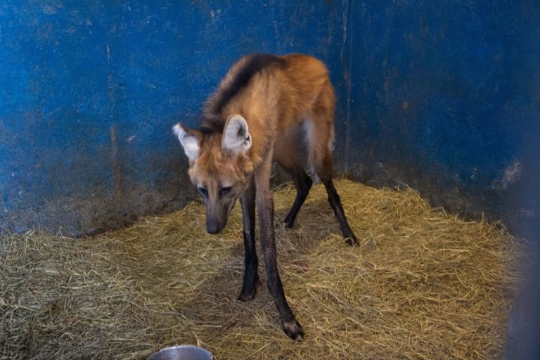 Centro veterinário a PUC Poços reabilita lobo-guará atropelado