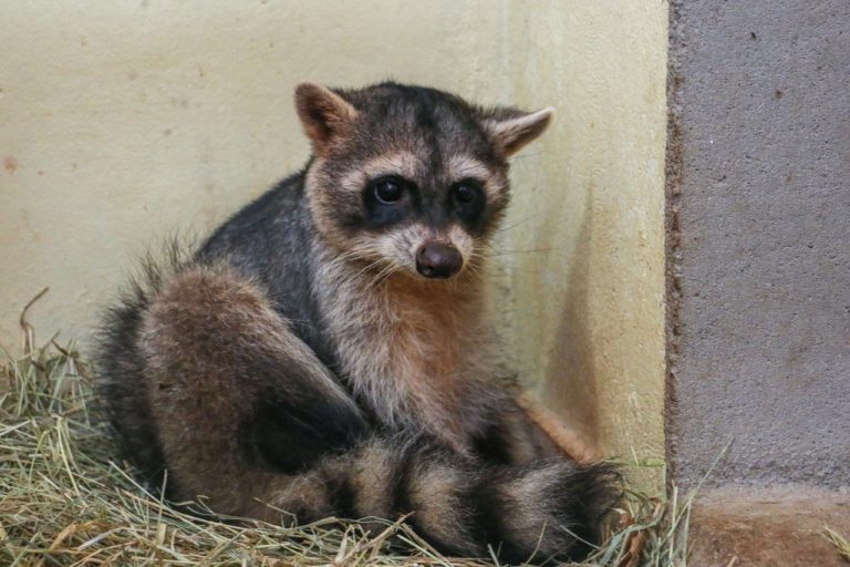 Guaxinim reabilitada na PUC Poços está pronta para voltar à natureza