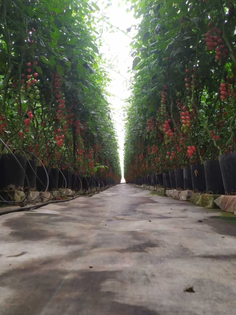 Produtor de Caldas é o primeiro contemplado com o selo Certifica Minas Hortaliças