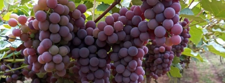 Epamig apresenta projeto para o fortalecimento da viticultura familiar em Caldas e região