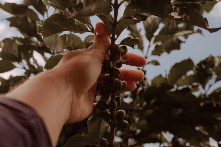Minas Mais Café propõe um outro olhar para a produção de café do Sul de Minas