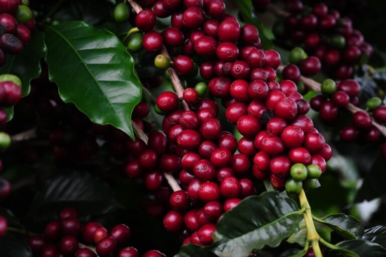 Inscrições para o Concurso de Qualidade dos Cafés de Minas vão até quarta, 6