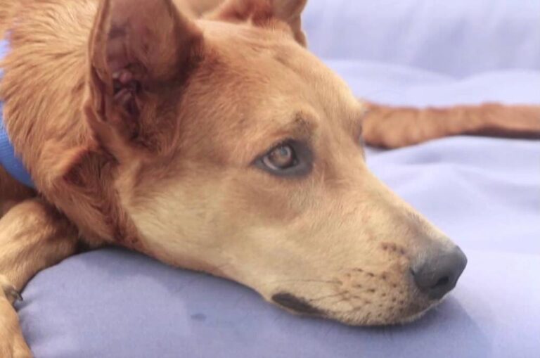 Prorrogado o prazo para eleição do Conselho de Proteção à Vida Animal